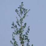 Thompson Ribbon Tree Left in Place