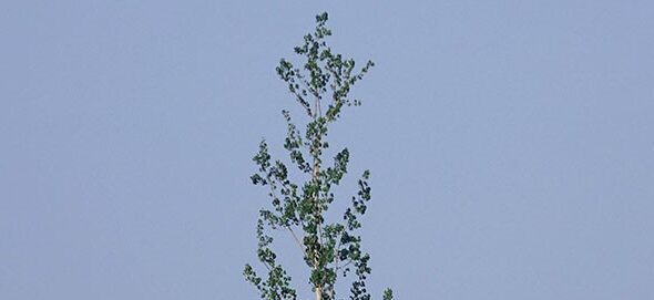 Thompson Ribbon Tree Left in Place