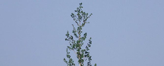 Thompson Ribbon Tree Left in Place
